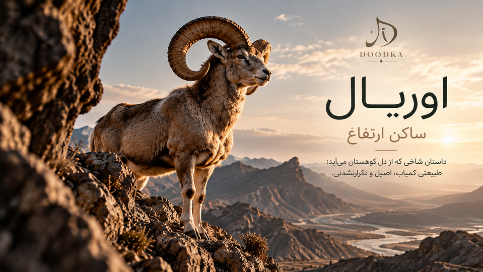 شاخ اوریال چیست؟ داستان قوچ اوریال؛ ساکن ارتفاع